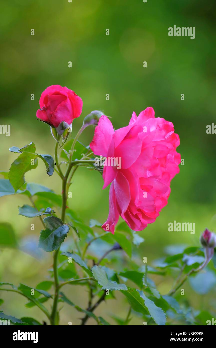 Rosa perenne : Rosa Rosa nel Giardino Foto Stock