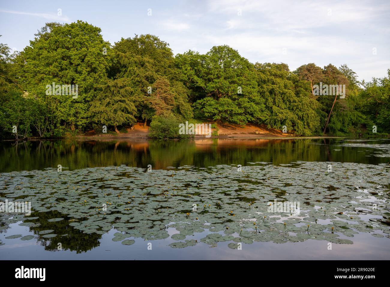 Uno dei laghetti di Keston nel Kent, Regno Unito, con gigli sulla superficie dell'acqua. La luce del sole di sera illumina la riva del lago e il bosco. Foto Stock