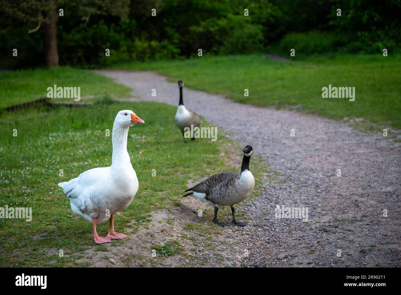 Un'oca bianca con un becco arancione che cammina su un sentiero con due oche canadesi. Vista nei pressi di Keston Ponds nel Kent, Regno Unito. Foto Stock