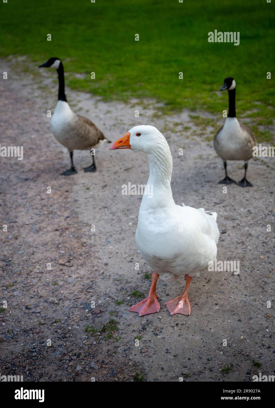 Un'oca bianca con un becco arancione che cammina su un sentiero con due oche canadesi. Vista nei pressi di Keston Ponds nel Kent, Regno Unito. Foto Stock