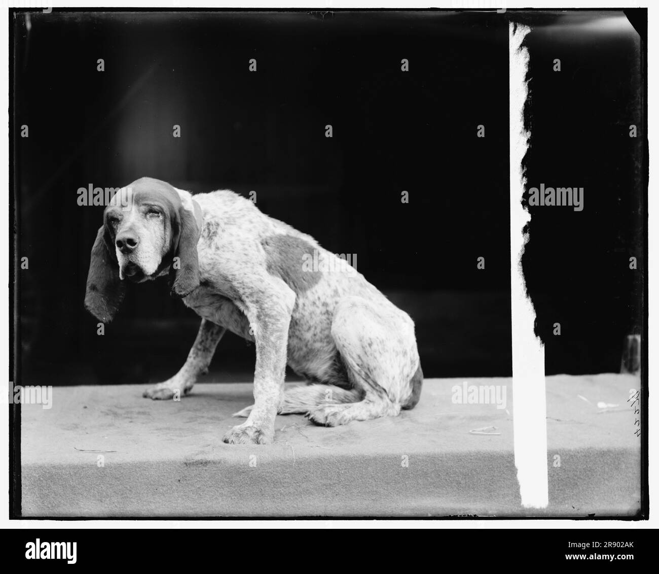 Old Ben, Fox hound inglese, tra il 1895 e il 1910. Foto Stock