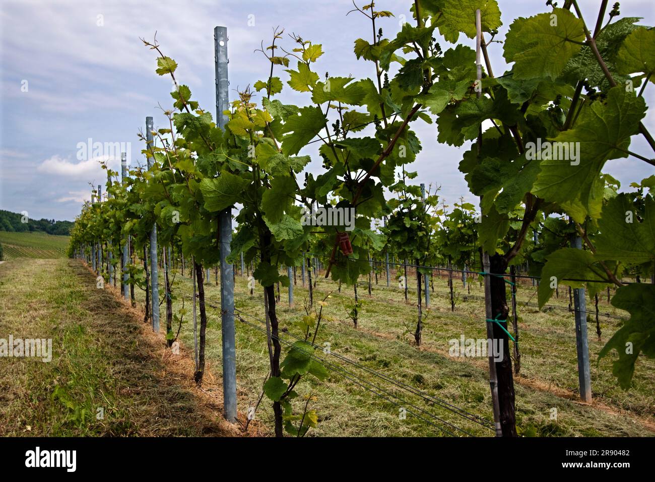 Vigneto nel sud-ovest della Germania, Renania-Palatinato, in primavera Foto Stock