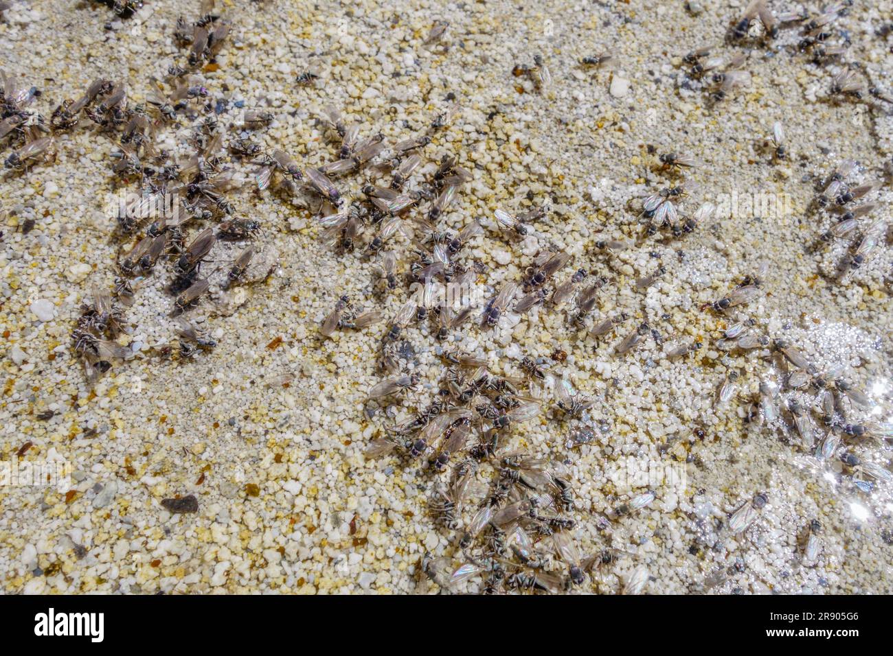 Salamoia vola al Great Salt Lake, Utah, Stati Uniti Foto Stock