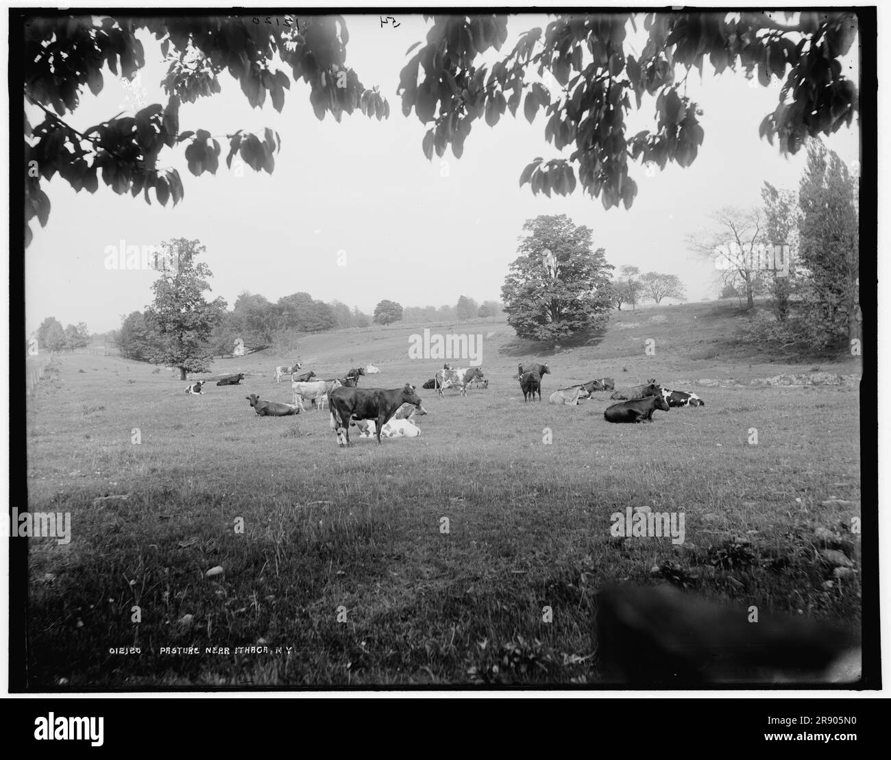 Pascolo vicino a Ithaca, N.Y., c1900. Foto Stock
