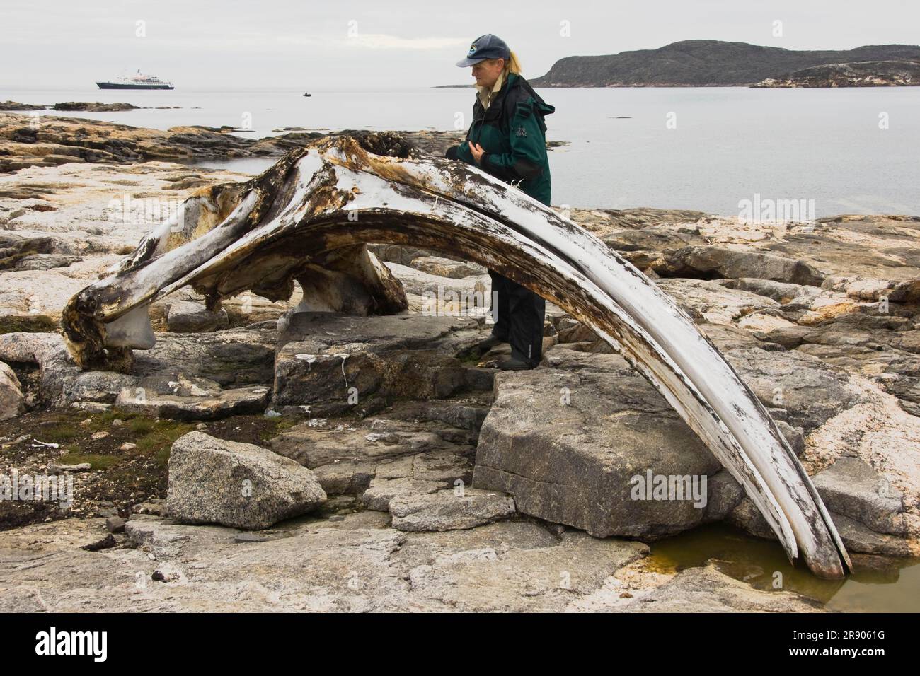 Donna che guarda le ossa di balena bowhead, ex stazione di caccia alle balene, Kekerten Historical Park, Keterten, Frobisher Bay, Baffin Island, Nunavut, Canada Foto Stock