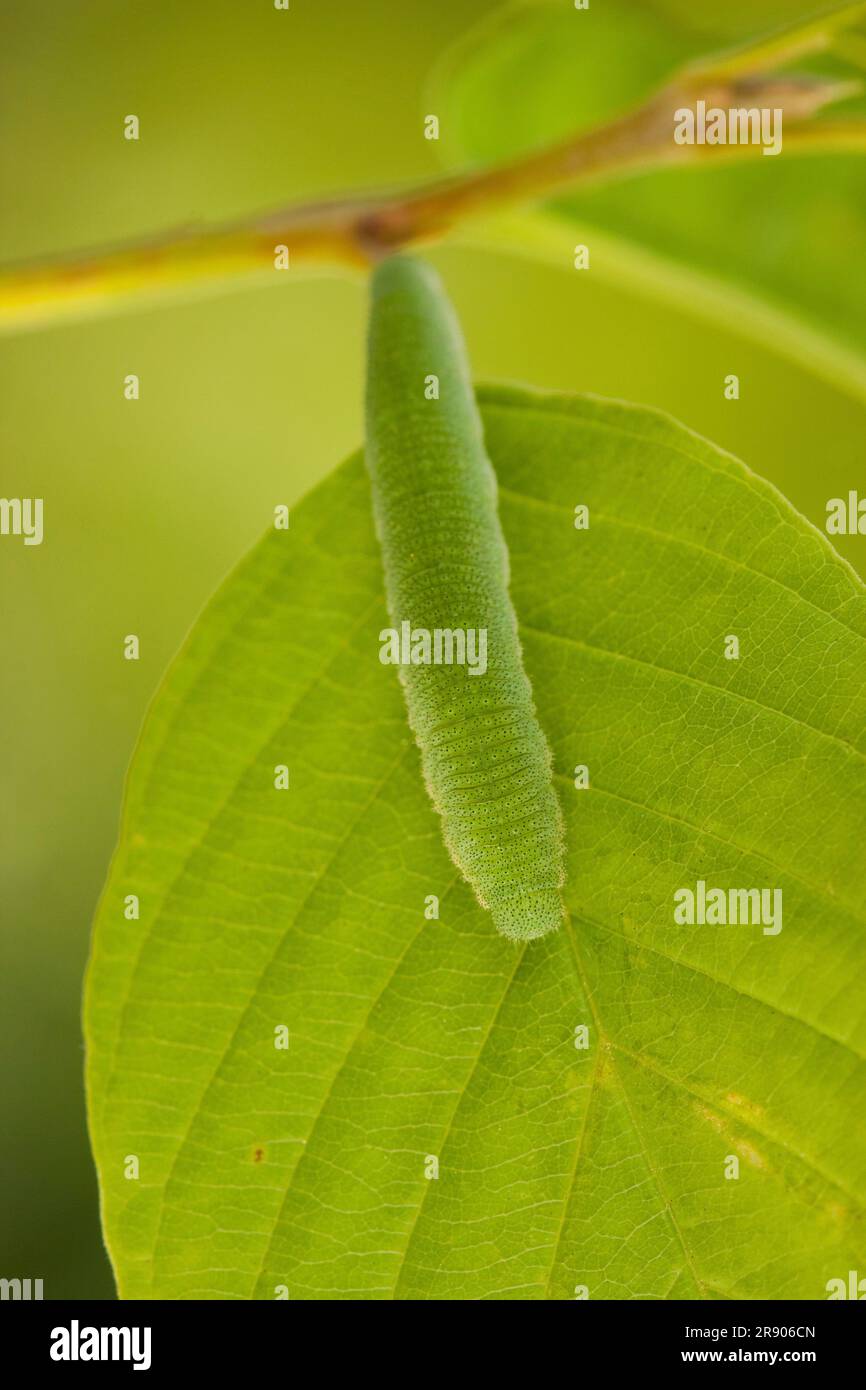 Brimstone (Gonepteryx rhamni), caterpillar, Renania-Palatinato, Germania Foto Stock