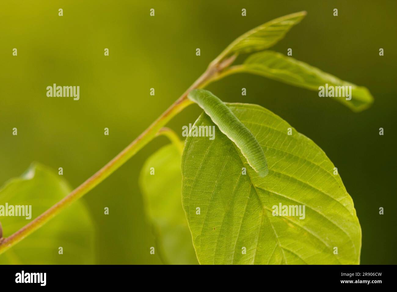 Brimstone (Gonepteryx rhamni), caterpillar, Renania-Palatinato, Germania Foto Stock