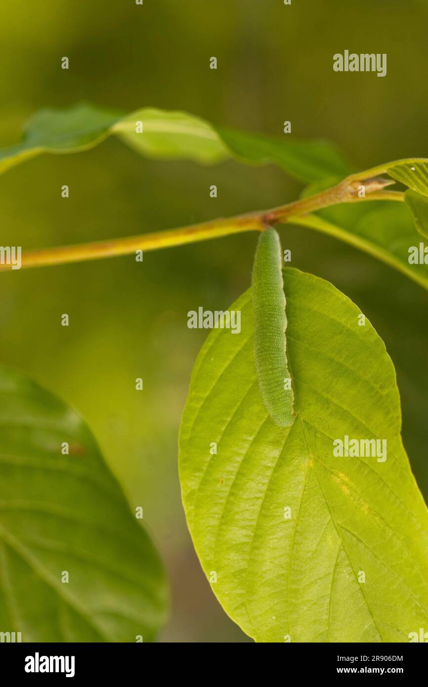 Brimstone (Gonepteryx rhamni), caterpillar, Renania-Palatinato, Germania Foto Stock