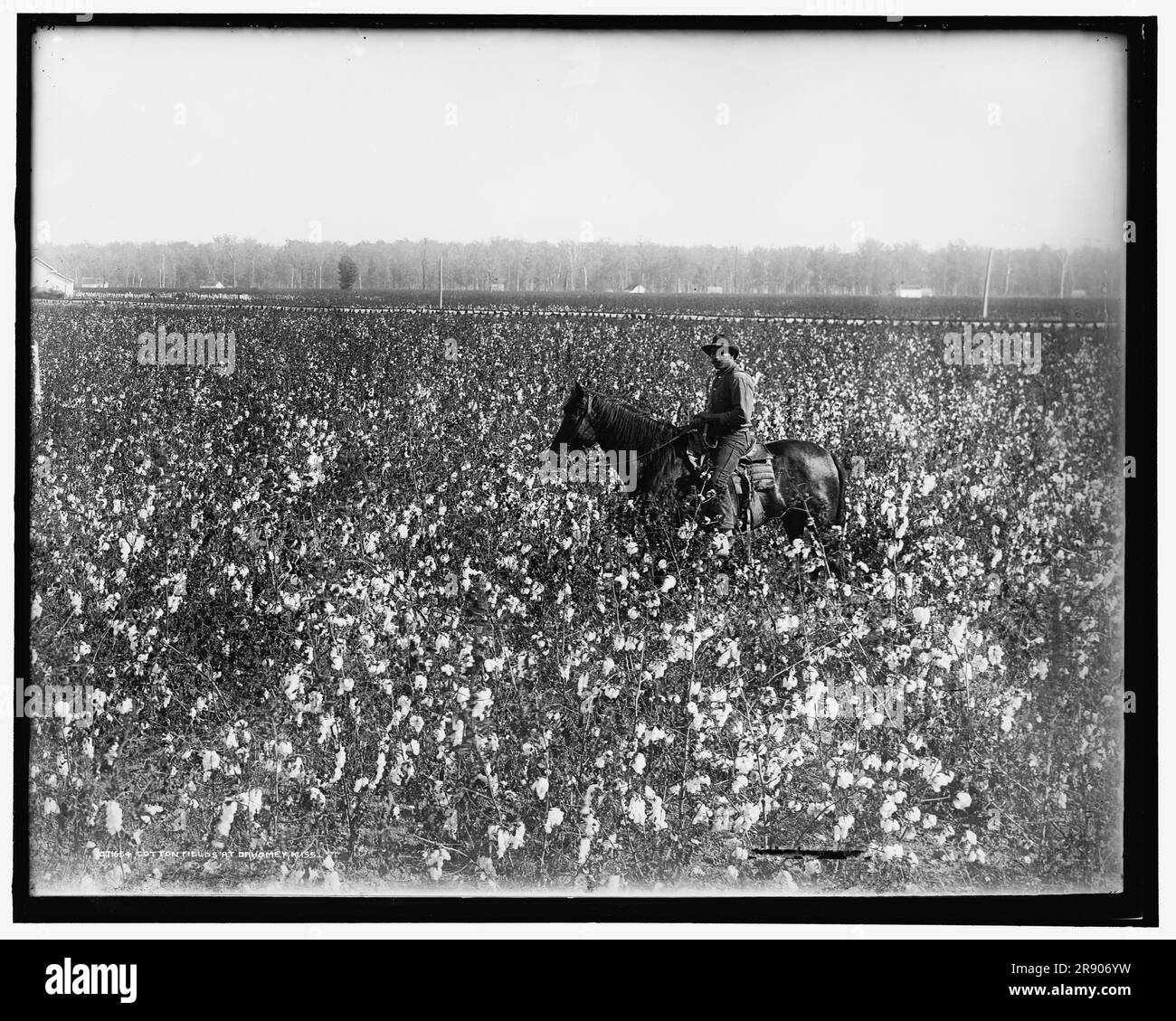 Campi di cotone a Dahomey, signorina, tra il 1900 e il 1910. Foto Stock