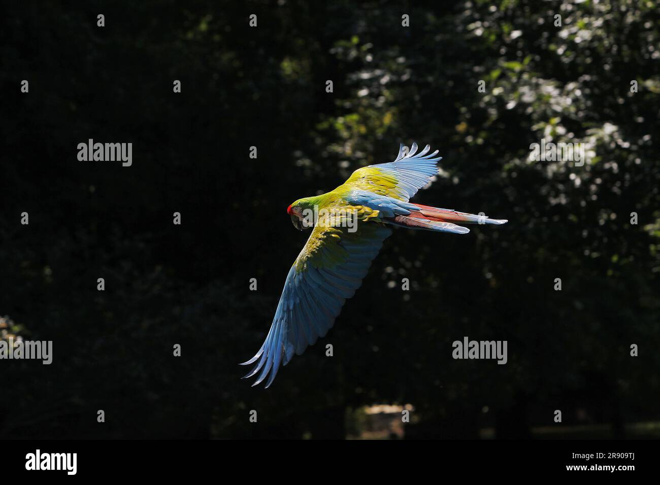 Macaw militare, ara militaris, adulti in volo Foto Stock