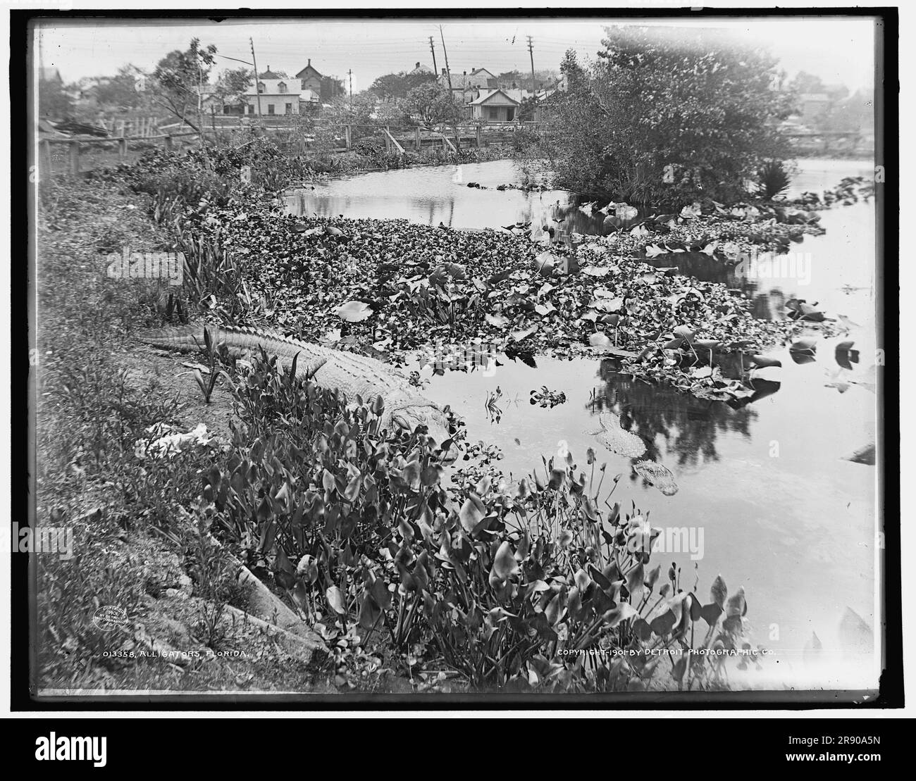 Alligatori, Florida, c1901. Foto Stock
