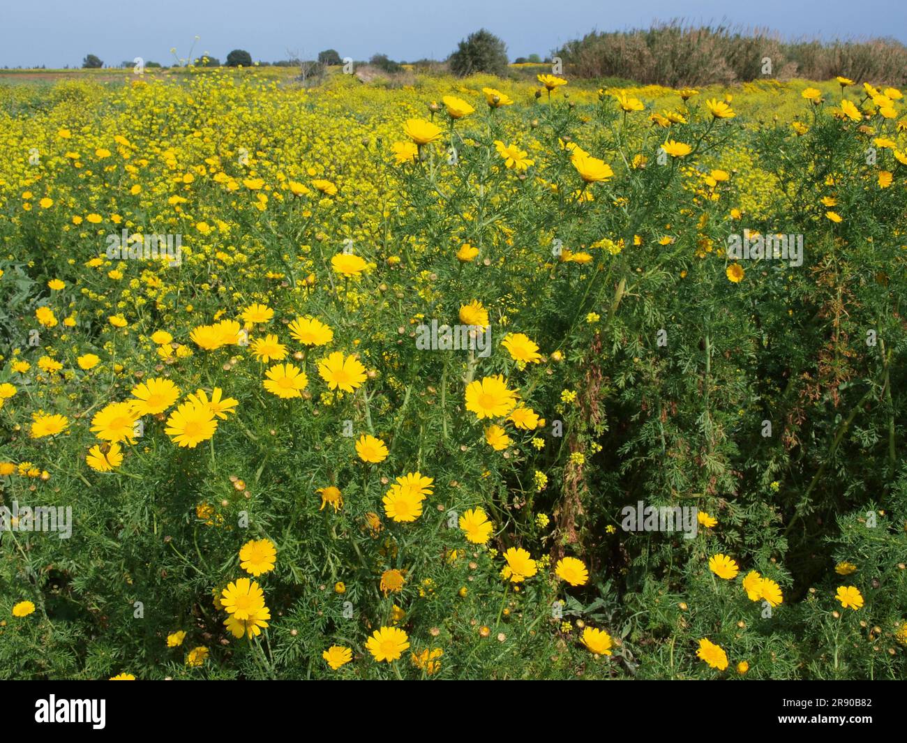 Fiori gialli in Sicilia Italia Foto Stock