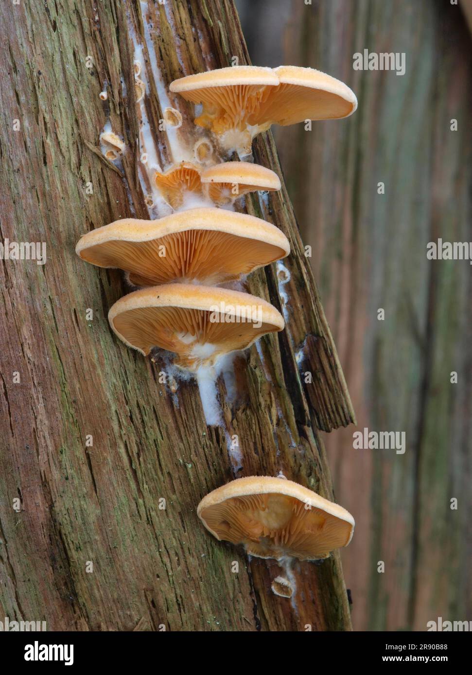 Ostriche finte (Phyllotopsis nidulans) su un ceppo di alberi marciscono con micelio bianco Foto Stock