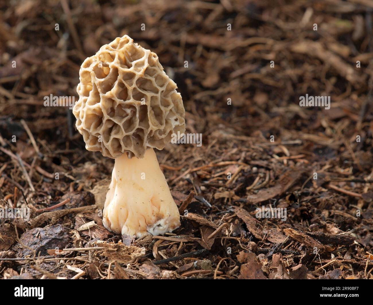 Morel comune (Morchella esculenta) Foto Stock