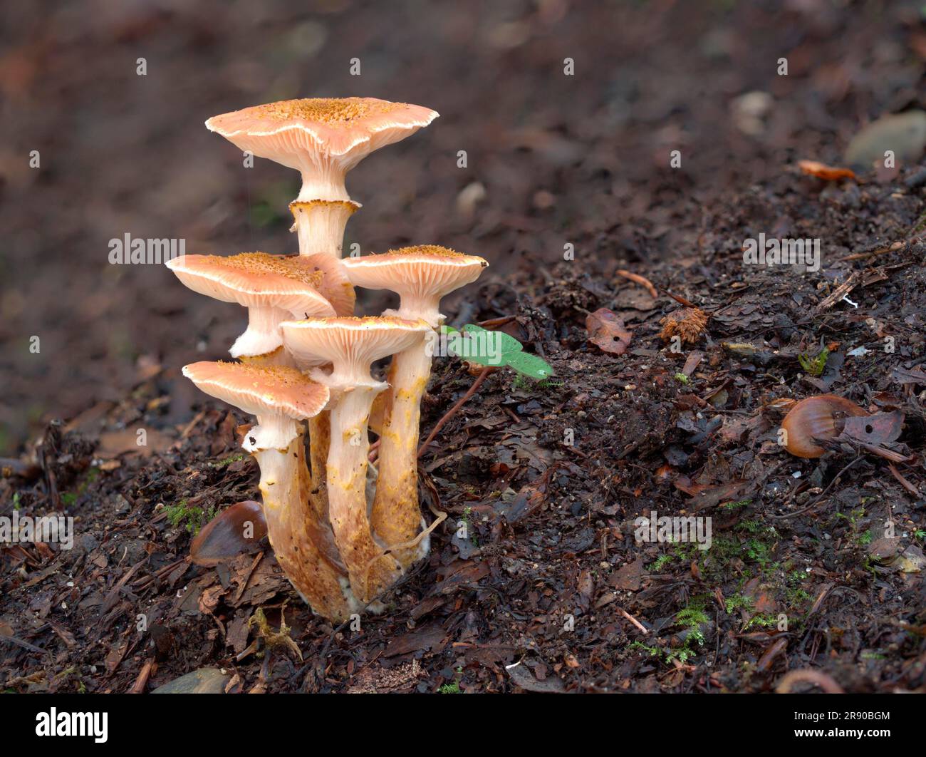 Comunemente noto come fungo del miele (Armillaria mellea), è un fungo basidiomicete del genere ArmillariaOLYMPUS Foto Stock