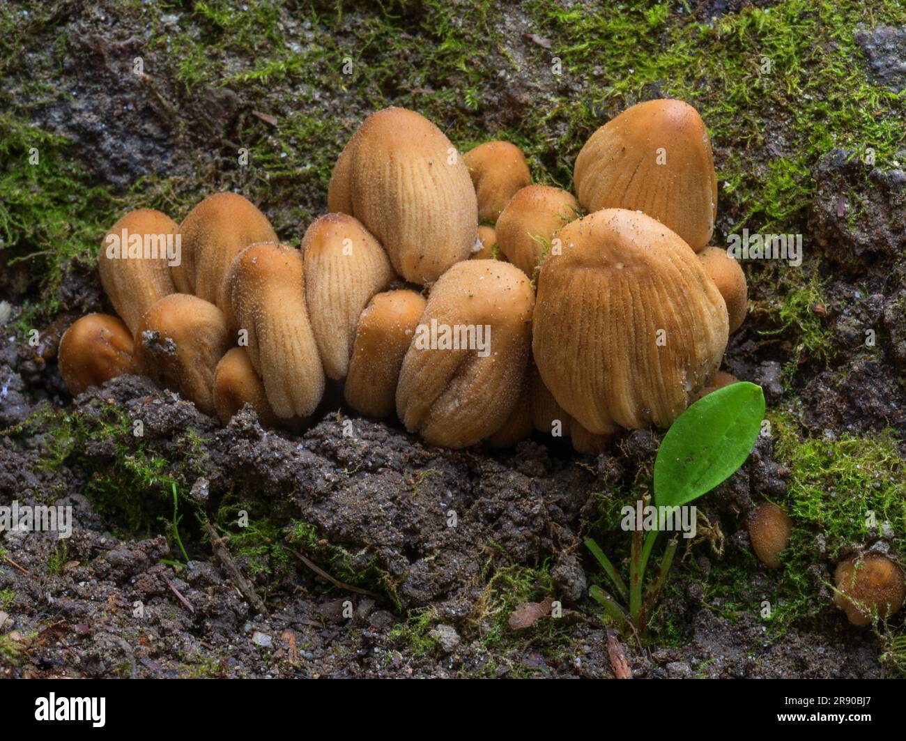 Coprinellus micaceus è una specie comune di fungo. I nomi comuni sono berretto in mica, berretto lucido o cappuccio lucente Foto Stock