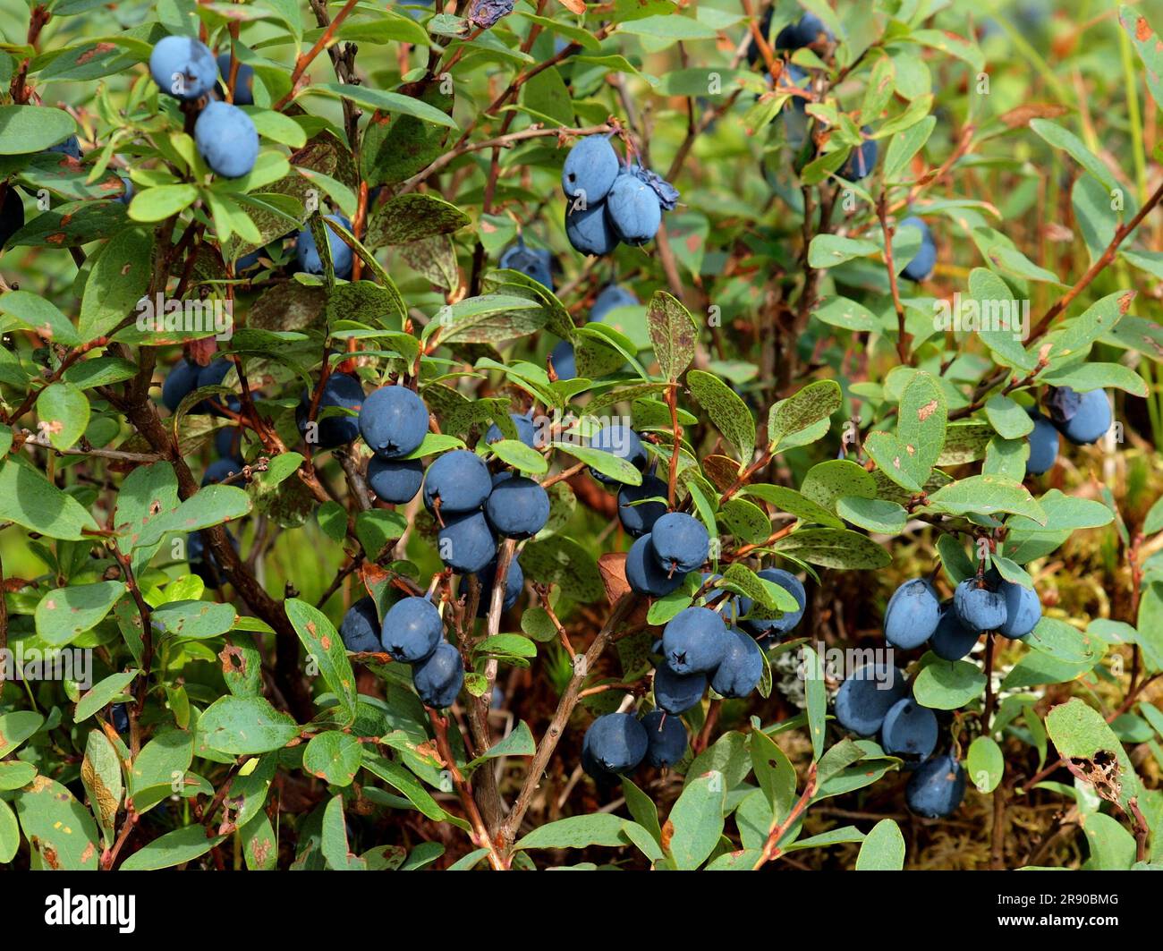 Il Vaccinium uliginosum (mirtillo di palude) (mirtillo di palude) (mirtillo settentrionale o mirtillo occidentale) è una pianta in fiore del genere Vaccinium all'interno del Foto Stock