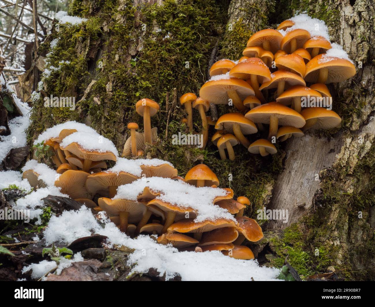 I volant dai piedi di velluto sono funghi commestibili buoni che crescono in inverno Foto Stock