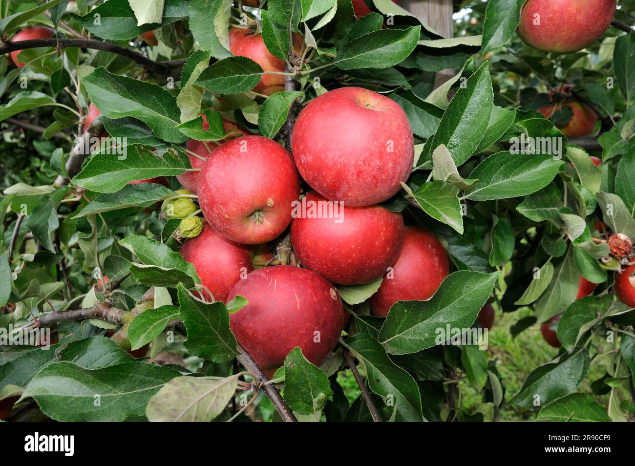 Mele Elstar fiamma rossa sull'albero (Malus domestica) Foto Stock