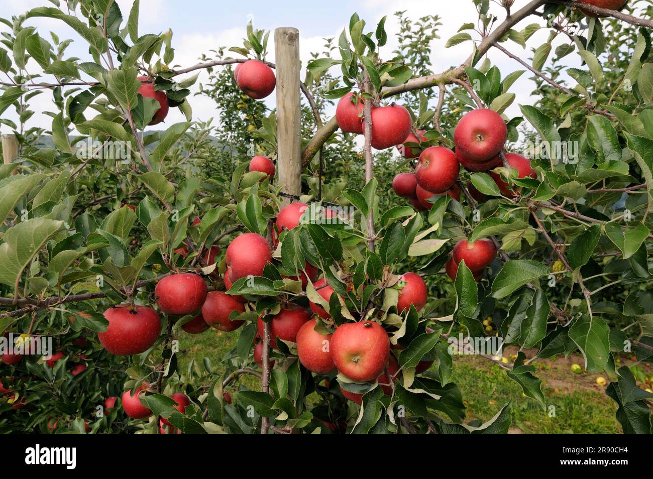 Mele Elstar fiamma rossa sull'albero (Malus domestica) Foto Stock