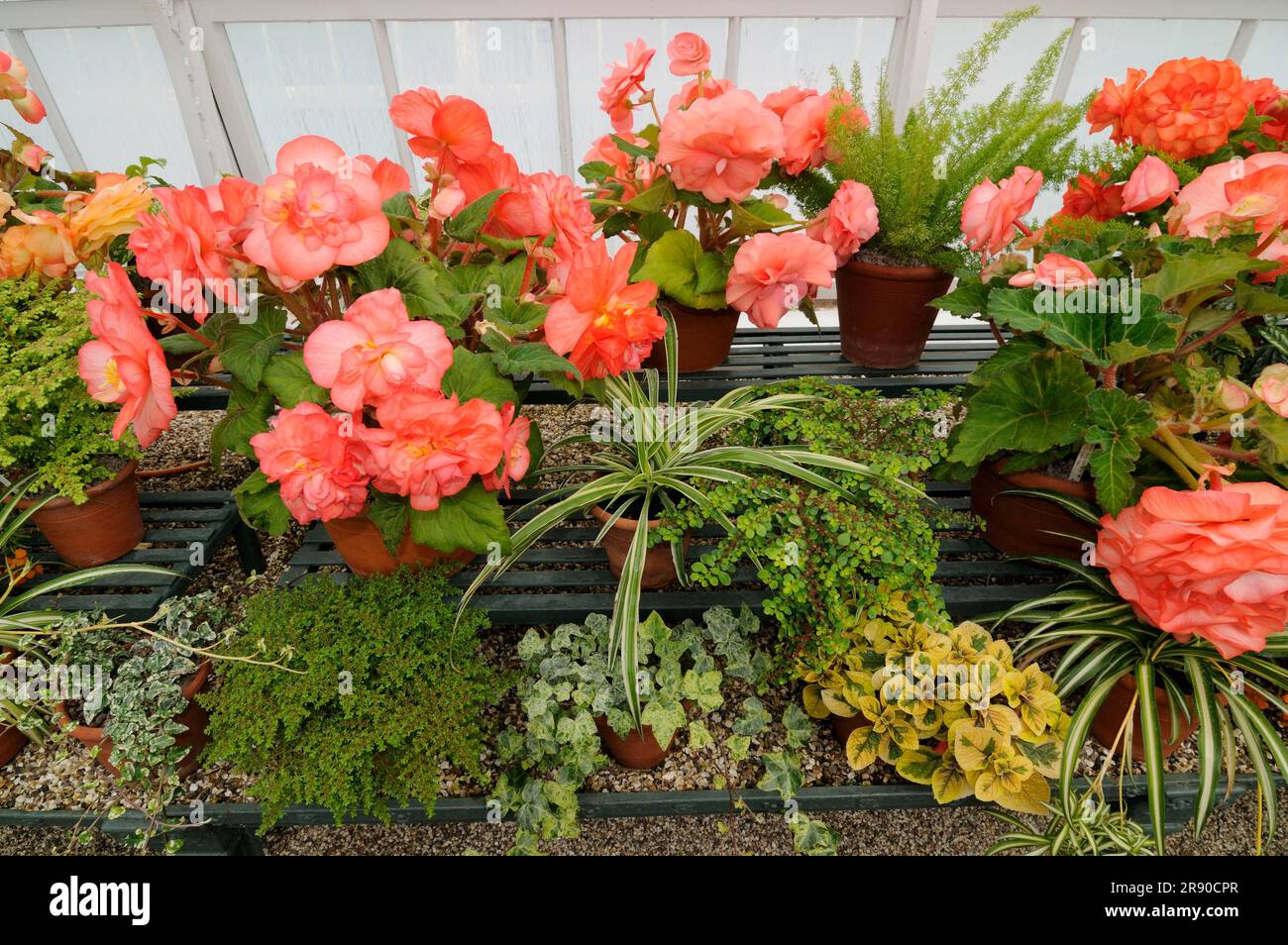 Begonie in serre (Begonia ibride), famiglia di ardesia (Begoniaceae) Foto Stock