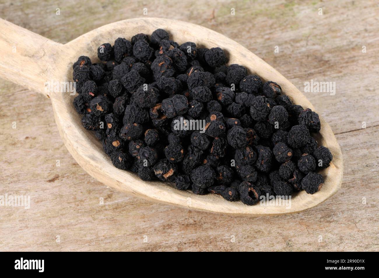 Pepe della Tasmania (Tasmannia lanceolata), pepe di montagna, pepe australiano, pepe di mais, pepe di pepe Foto Stock