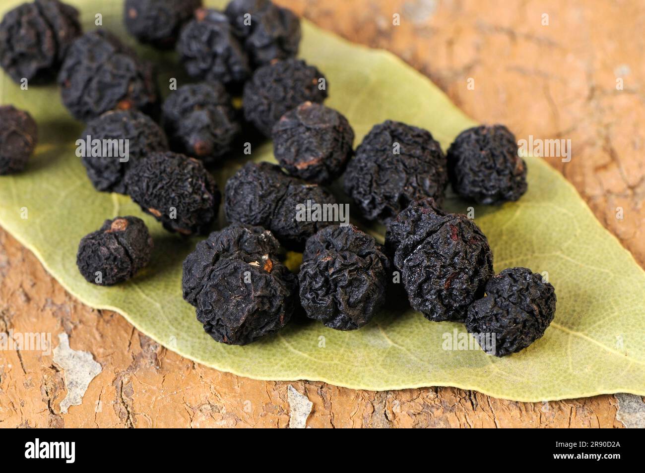 Pepe della Tasmania (Tasmannia lanceolata), pepe di montagna, pepe australiano, pepe di mais, pepe di pepe Foto Stock