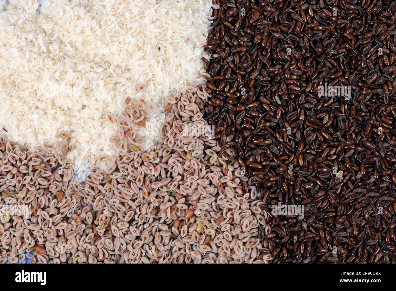 Piantana di sabbia, semi e baccelli chiari e scuri (Plantago afra), plantain di psicllium (Plantago psyllium), plantain di sabbia, plantain di arbusti, fleabane, pulci Foto Stock