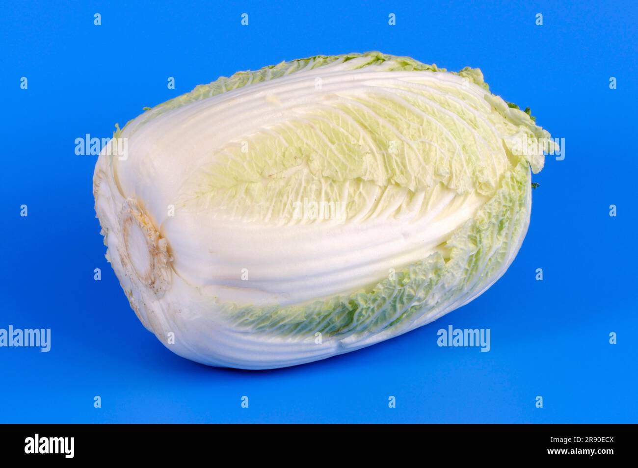 Brassica rapa (Brassica rapa pekinensis), cavolo di Pechino, cavolo giapponese, cavolo di sedano Foto Stock