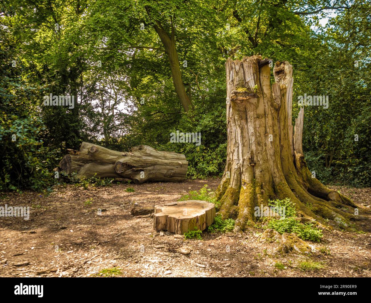 Grande vecchio albero malato in corso di abbattimento in un bosco del Regno Unito. Foto Stock