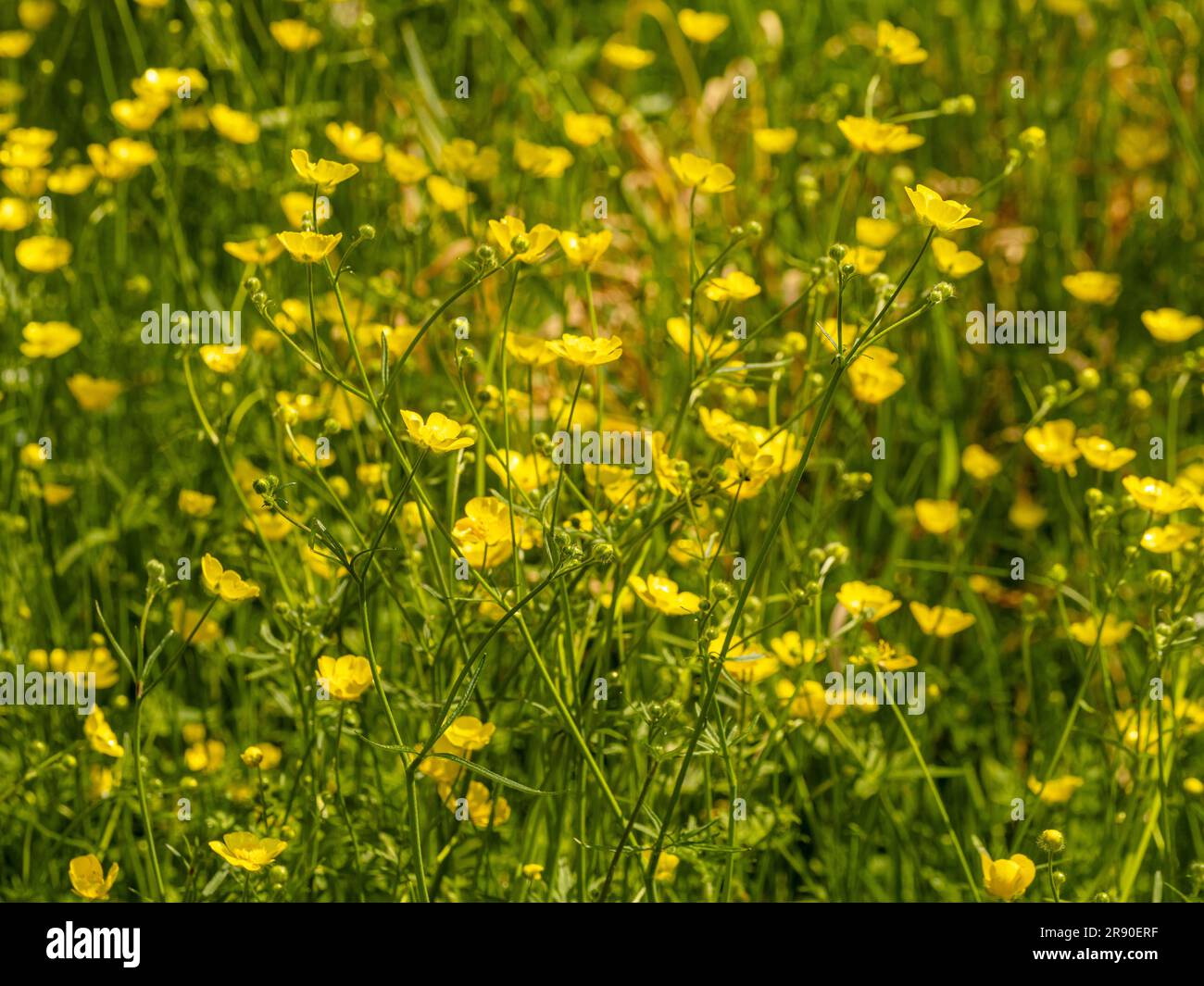 Primo piano delle farfalle che crescono in un prato del Regno Unito. Foto Stock