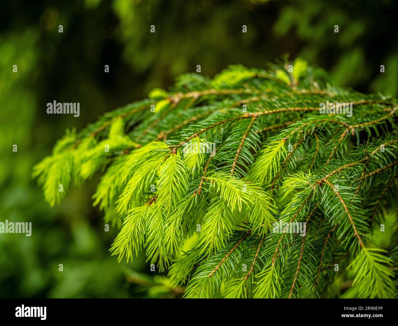 Primo piano della nuova crescita verde brillante su un abete. Foto Stock