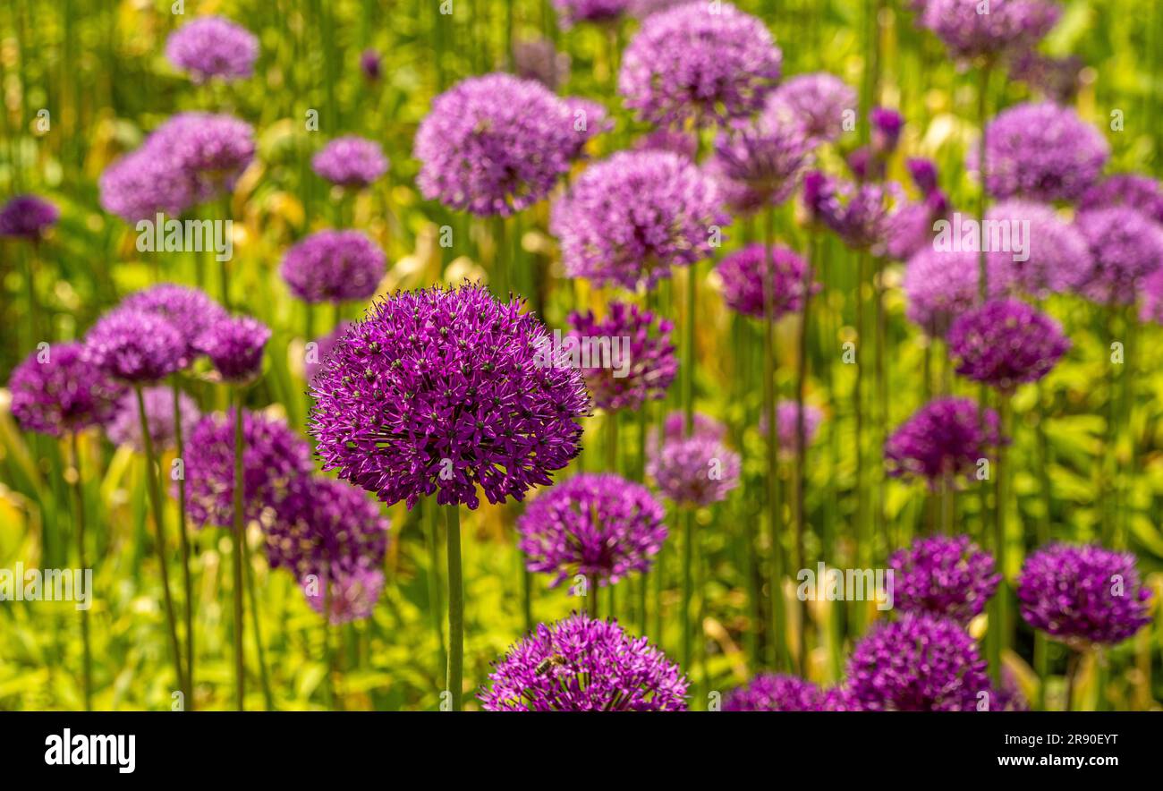 Masse di allium viola e malva fioriti in un giardino del Regno Unito Foto Stock