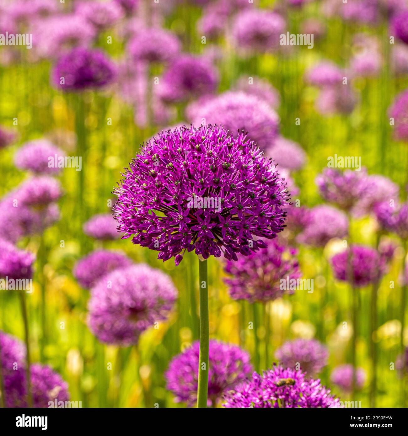 Masse di allium viola e malva fioriti in un giardino del Regno Unito Foto Stock