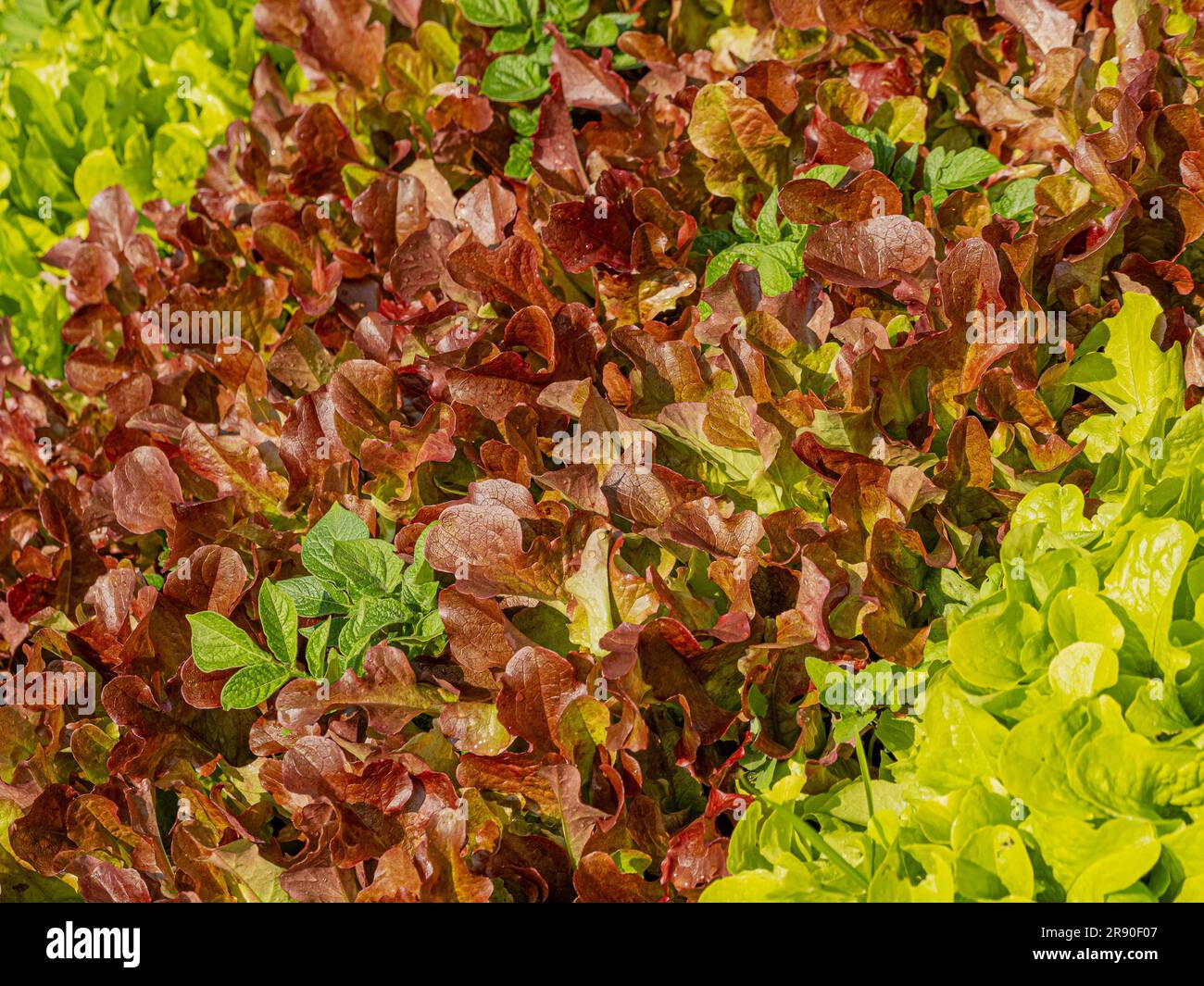 La lattuga rossa e verde Salad Bowl è stata piantata intorno alle seconde piante di patate preistoriche. Foto Stock