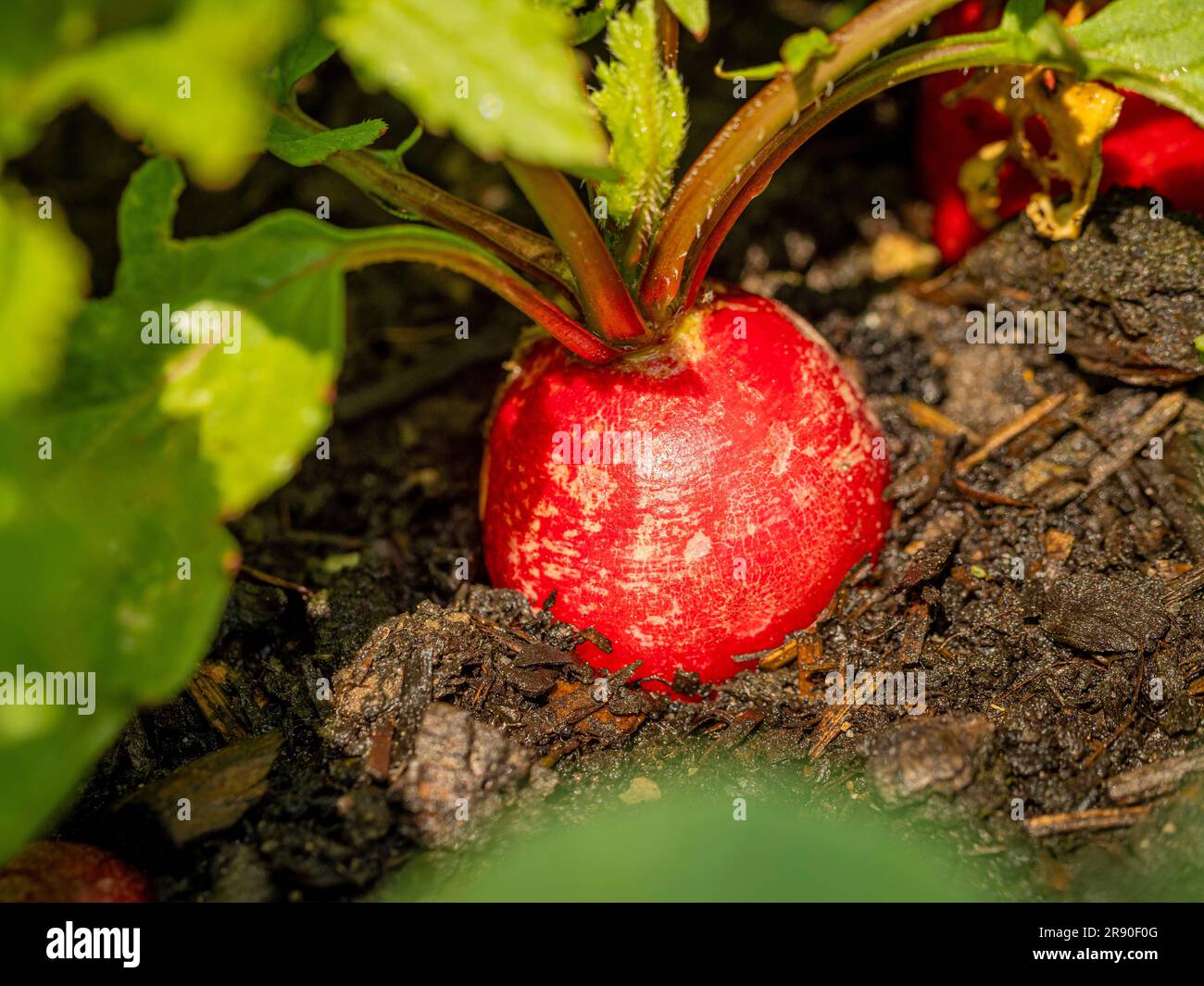 Primo piano di un ravanello rosso che cresce nel terreno. Foto Stock