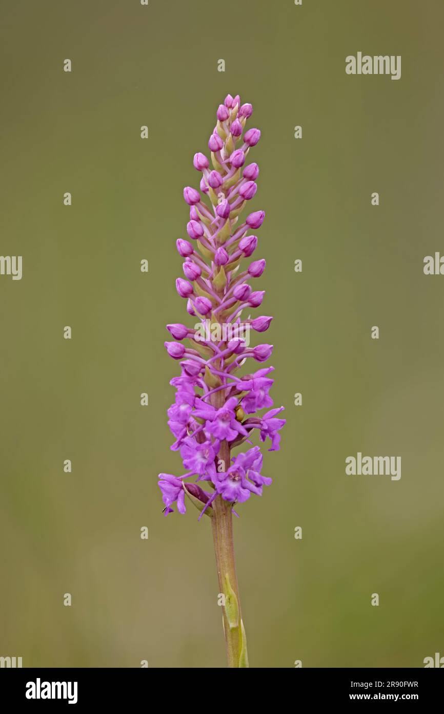 Marsh Fragrant Orchid in fiore presso la Ken Fig Nature Reserve Wales UK Foto Stock