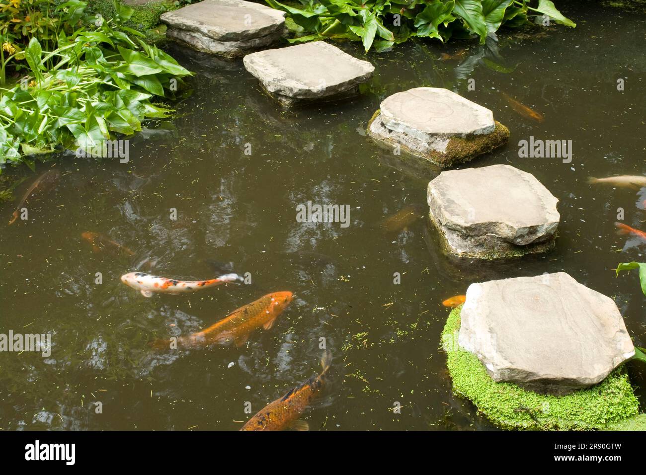 Laghetto di carpe di Koi, Compton Acres Gardens, Dorset County, Inghilterra, Dorsetshire, Koi, colore della carpa Foto Stock