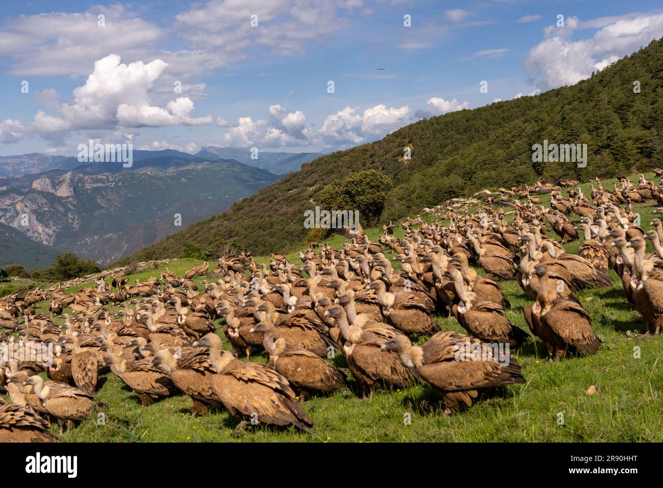 Gregge di Griffon Vulture nei Pirenei, Spagna Foto Stock