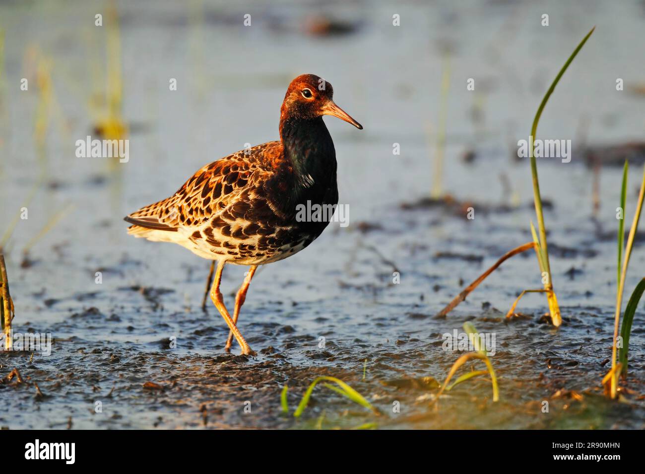 Ruff (Philomachus pugnax), maschio, piumaggio variabile, muta, pianure di Biebrza, Parco nazionale di Biebrza, slack plumage, Polonia Foto Stock