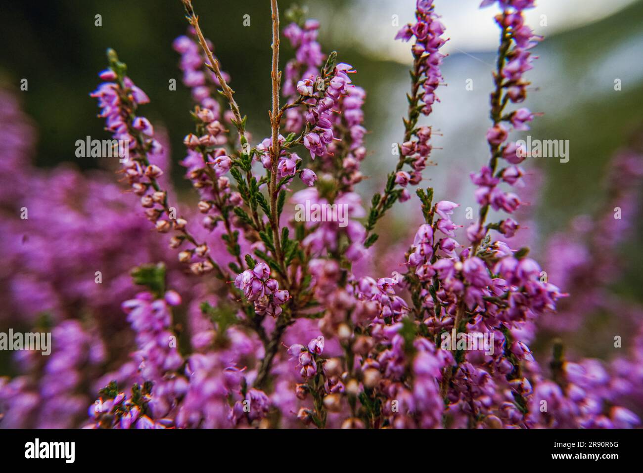 pianta wild heather Foto Stock