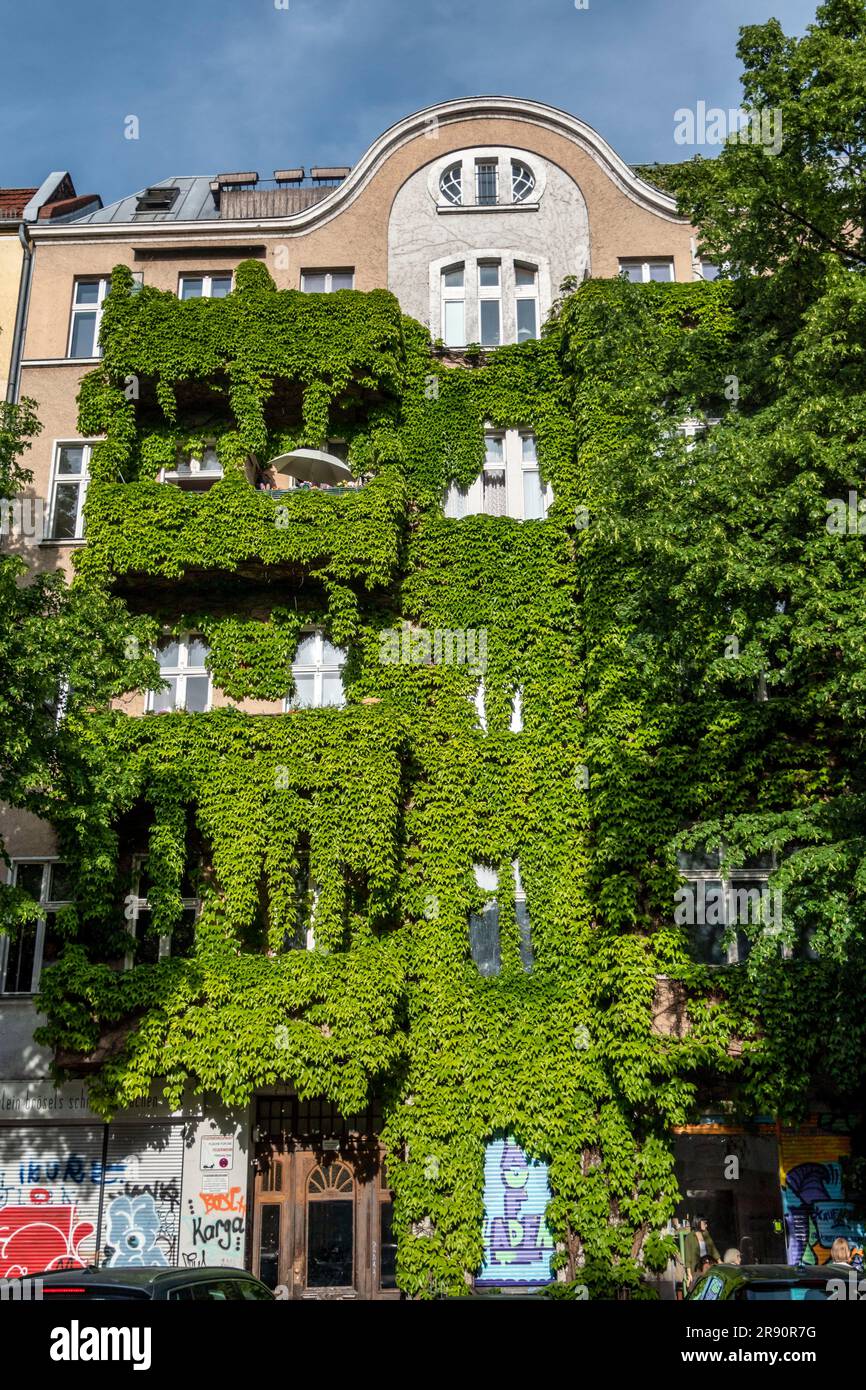 Altbaufassade mit wildem Wein, Fassadenbegrünung, Berlin-Neukölln, Deutschland Foto Stock