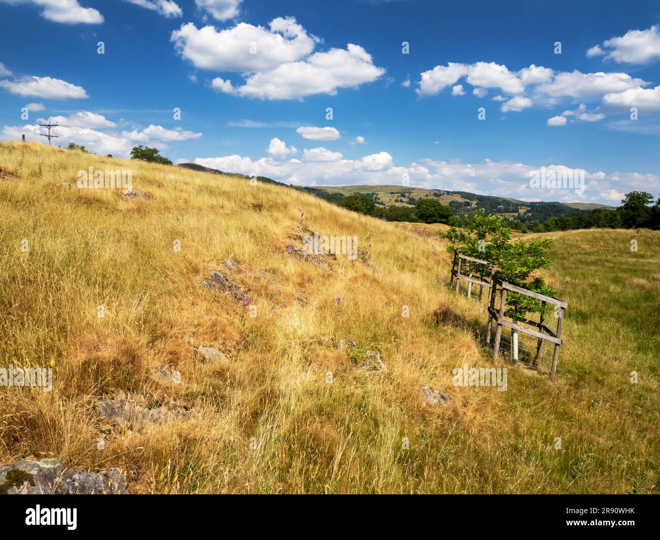 Paesaggio del Lake District vicino a Wray con prati a pelo dopo 6 settimane senza pioggia. Il cambiamento climatico sta rendendo il clima estremo più comune con ogni pa Foto Stock