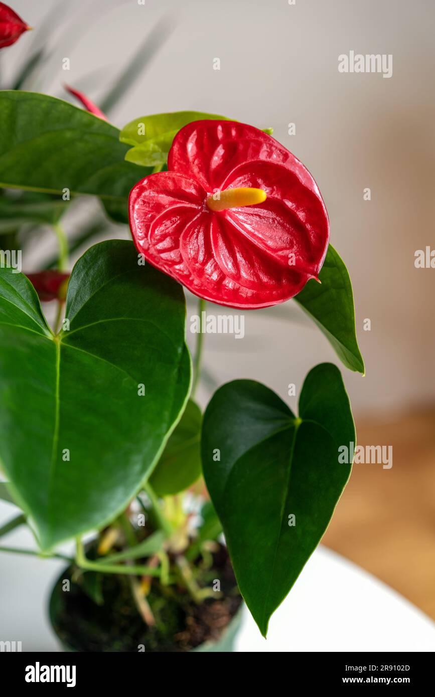 Pianta Evergreen Anthurium andraeanum con fiore rosso noto anche come fiore di fenicottero, fiore di sartoria, fiore di stoffa. Foto Stock