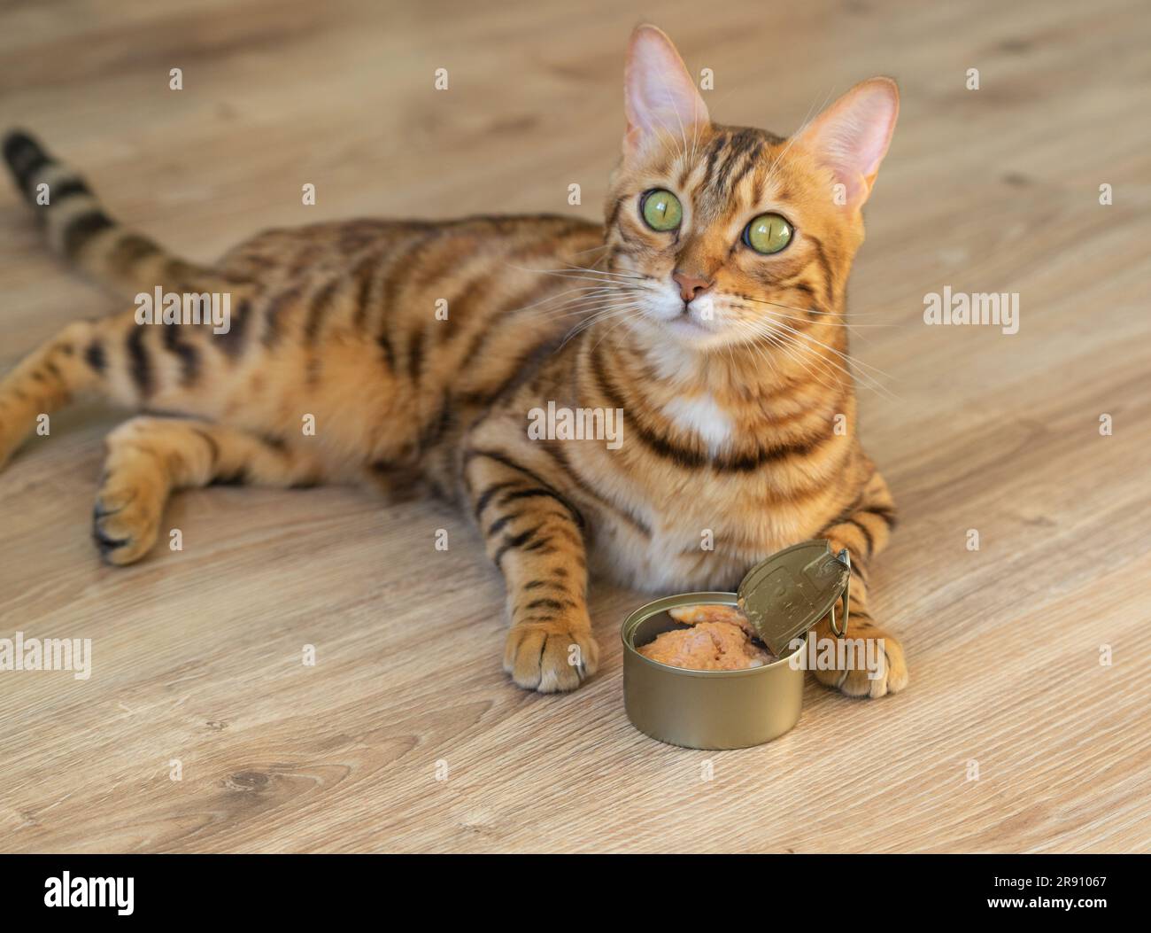 Il gatto domestico del Bengala sta osservando con impazienza essere permesso mangiare alimento umido del gatto. Foto Stock