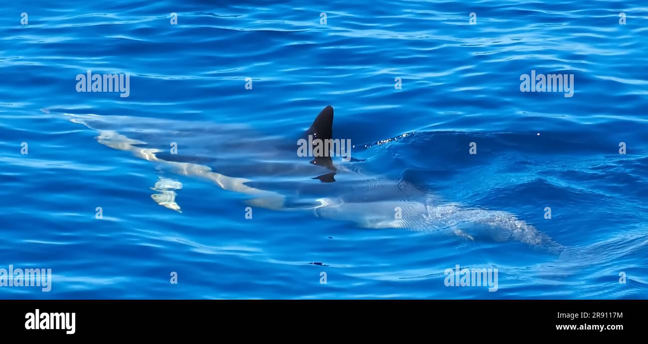 Delfino comune che nuota nell'oceano blu profondo Foto Stock