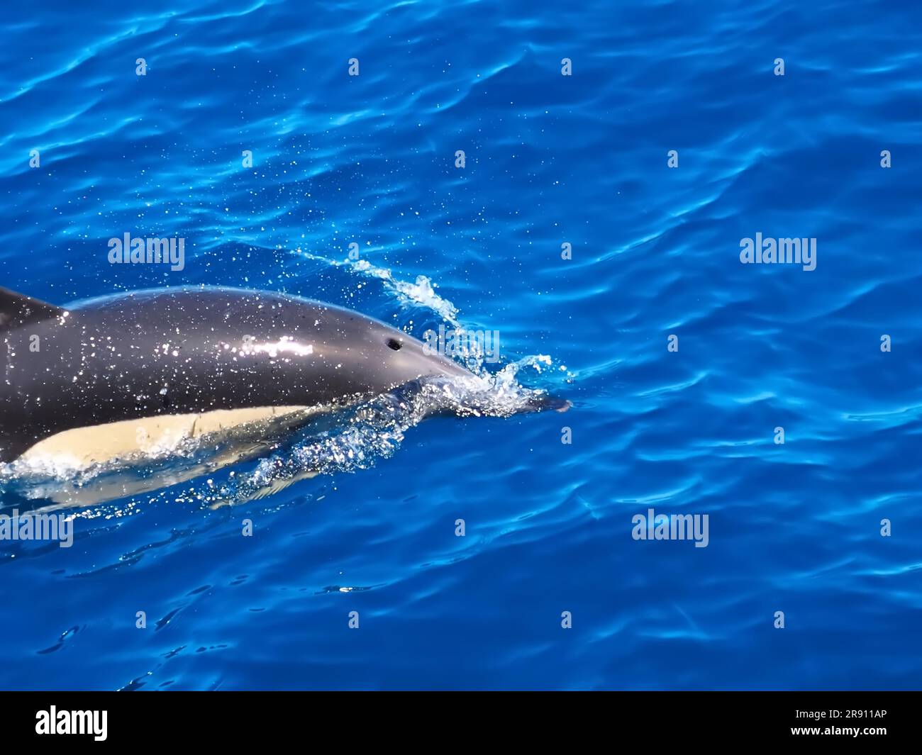 Delfino comune che nuota nell'oceano blu profondo Foto Stock