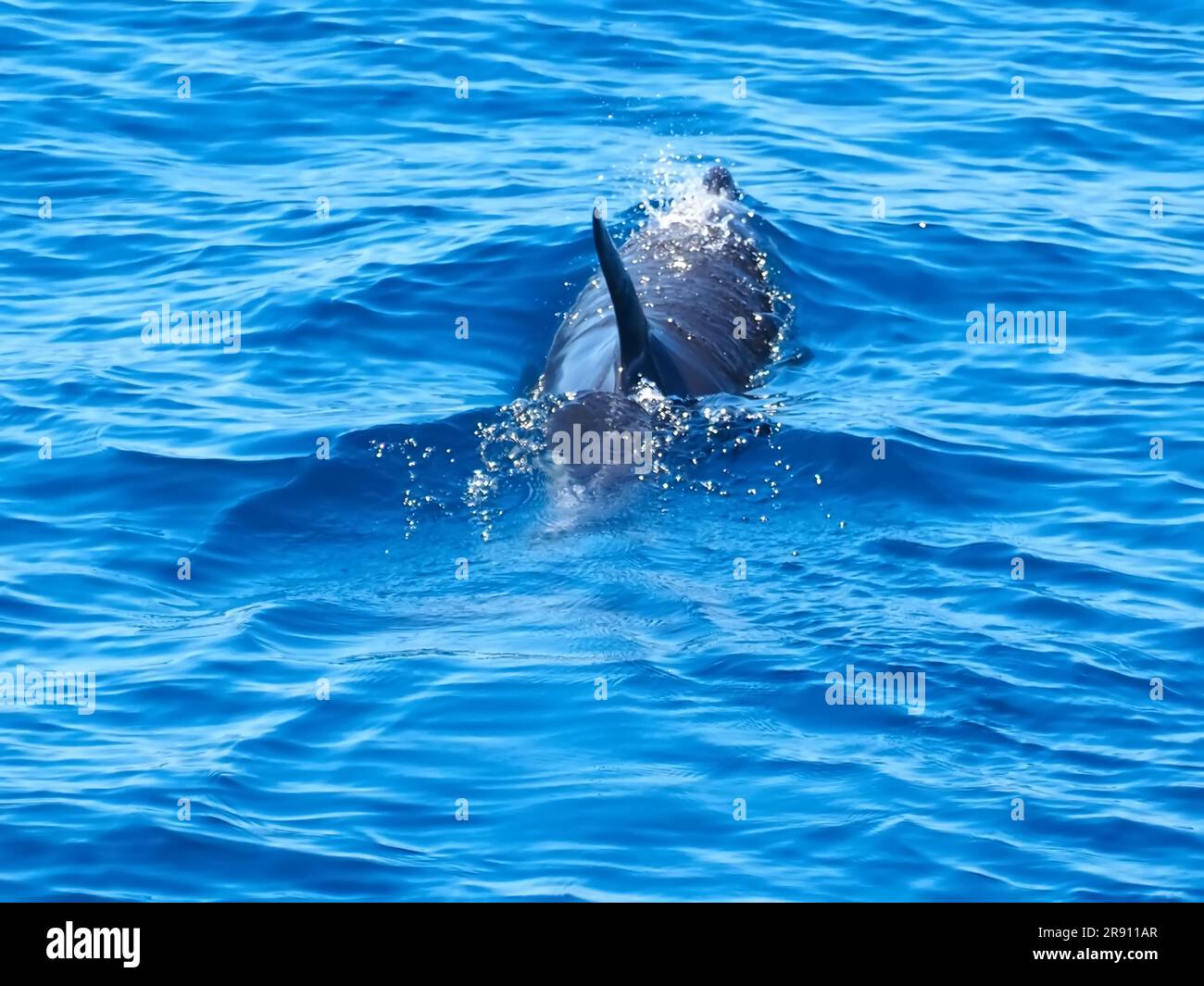 Delfino comune che nuota nell'oceano blu profondo Foto Stock