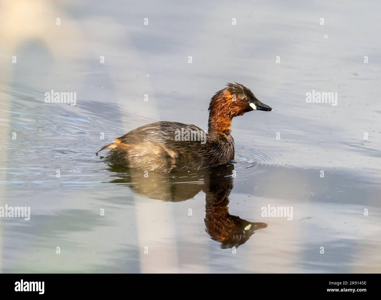 A Little Grebe; Tachybaptus ruficollis nella riserva naturale di St Aidens vicino a Swillington, Yorkshire, Regno Unito, che era una vecchia miniera di carbone a cielo aperto. Foto Stock