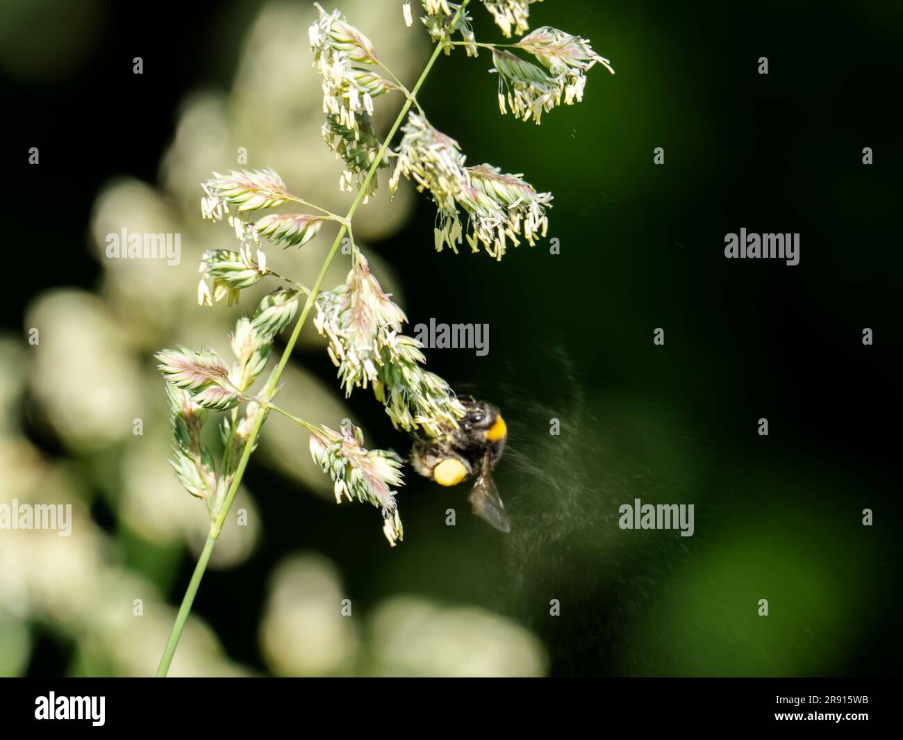 Un'ape che raccoglie il polline e fa cadere il polline da una testa di semi d'erba sul fiume Brathay ad Ambleside, Lake District, Regno Unito. Foto Stock